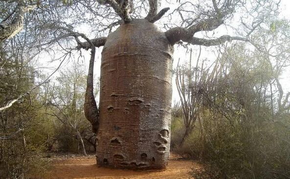 un groso tronco de árbore como imitación de aumentar o grosor do pene